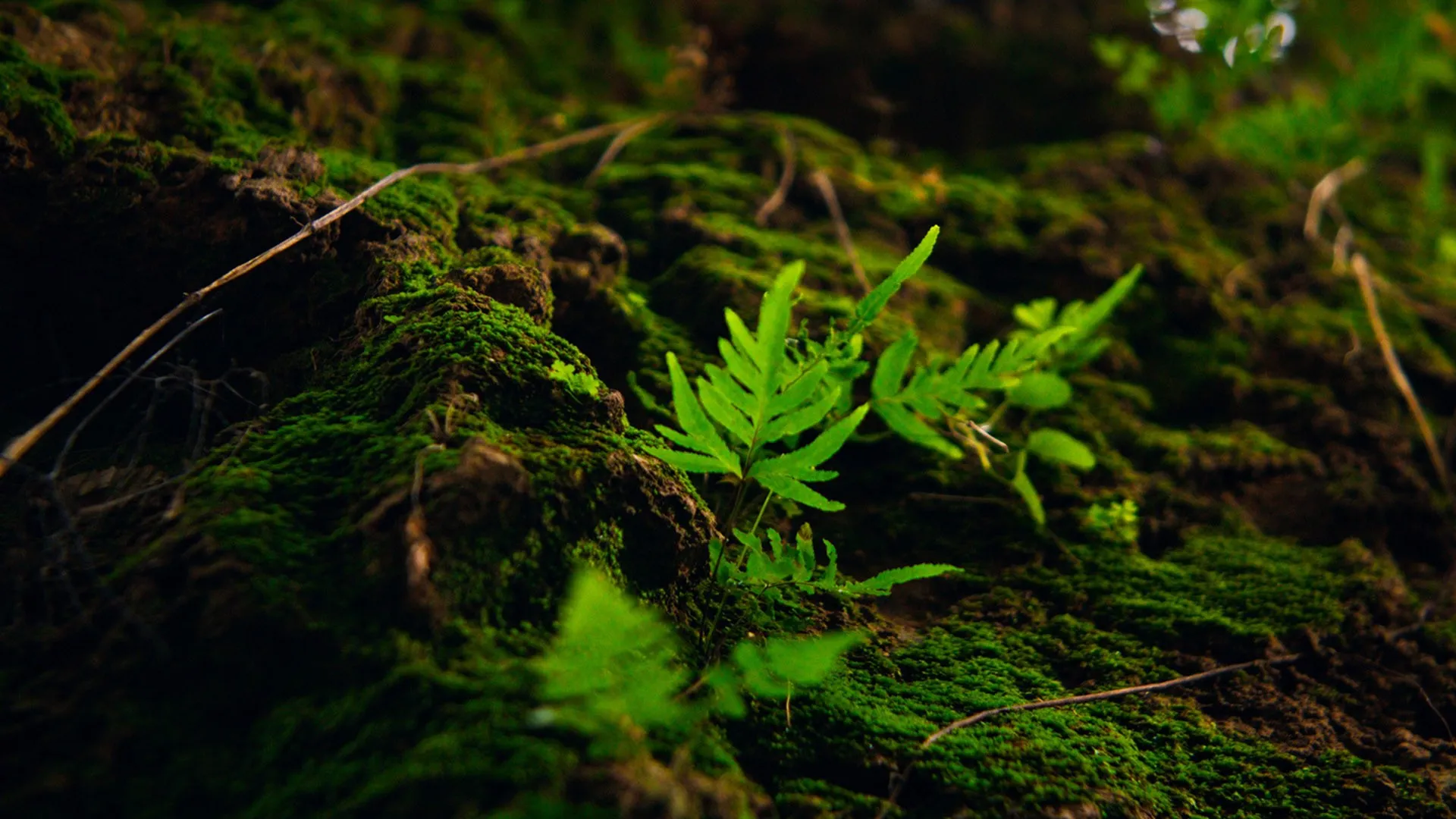 Official DZOFilm Pictor Zoom family image sample