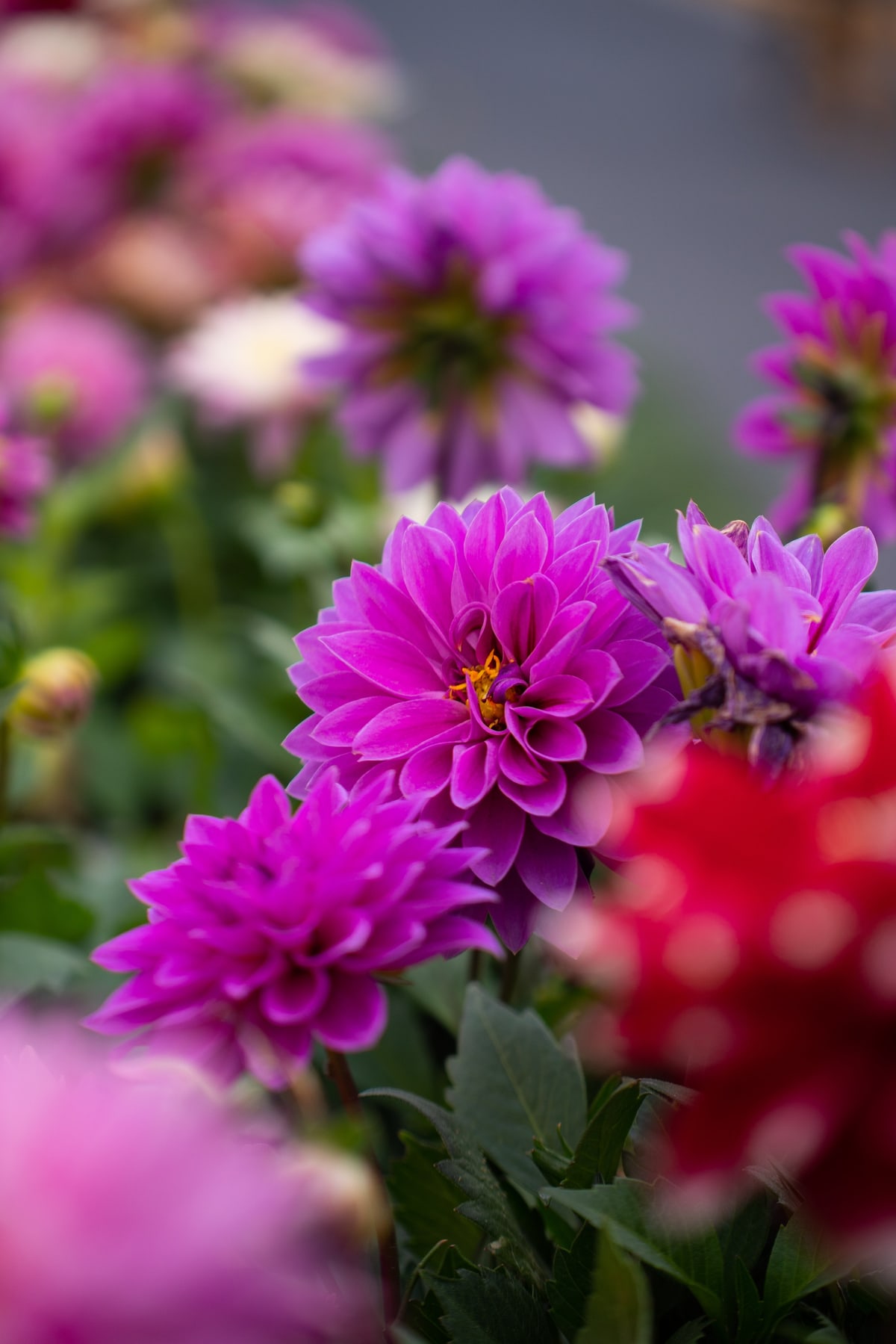 MK-60MM F2.8 Aps-C E