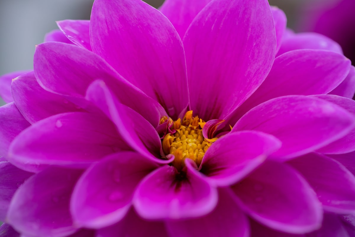 MK-60MM F2.8 Aps-C Z