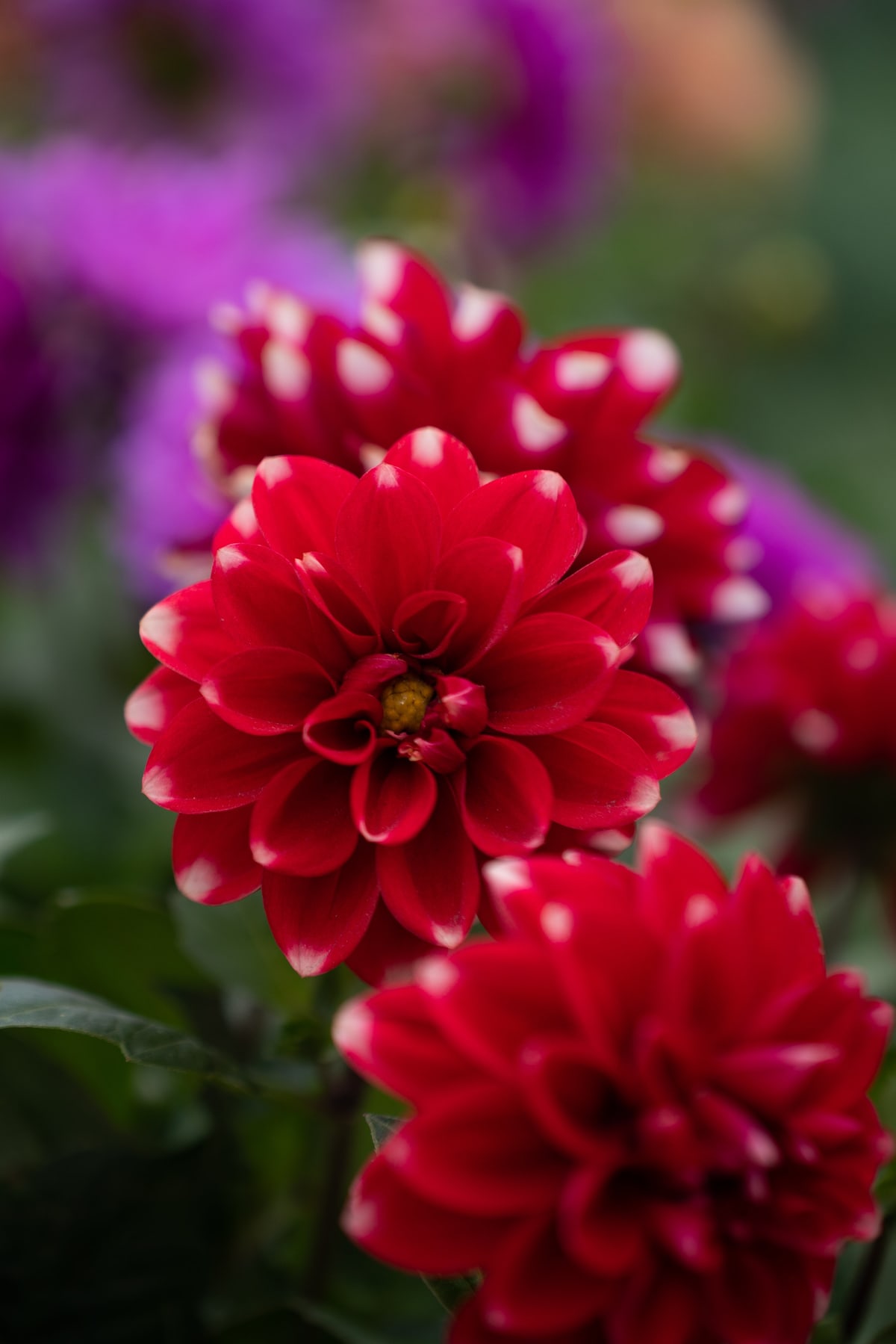 MK-60MM F2.8 Aps-C RF