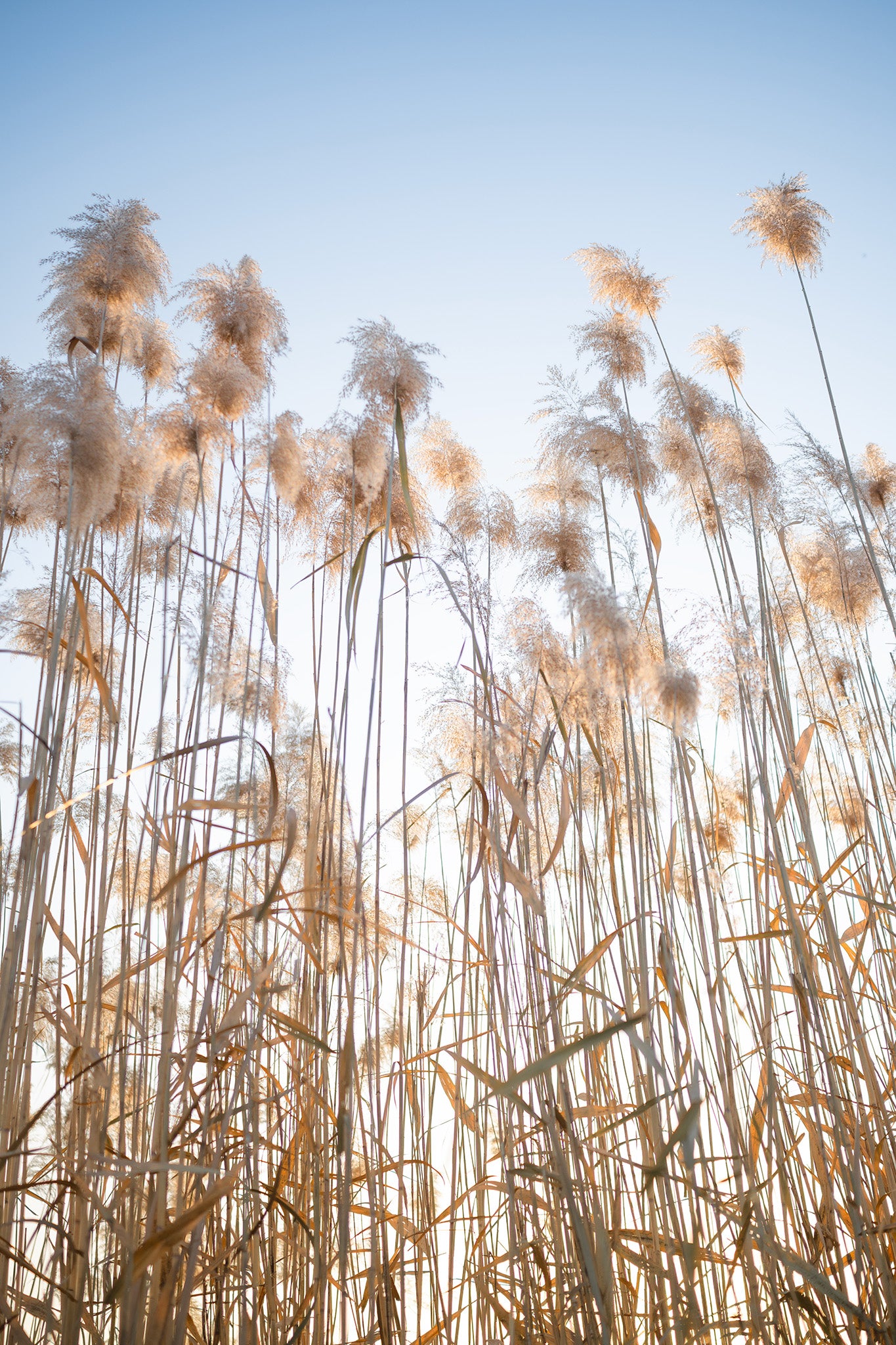 Real photographs made with the lens