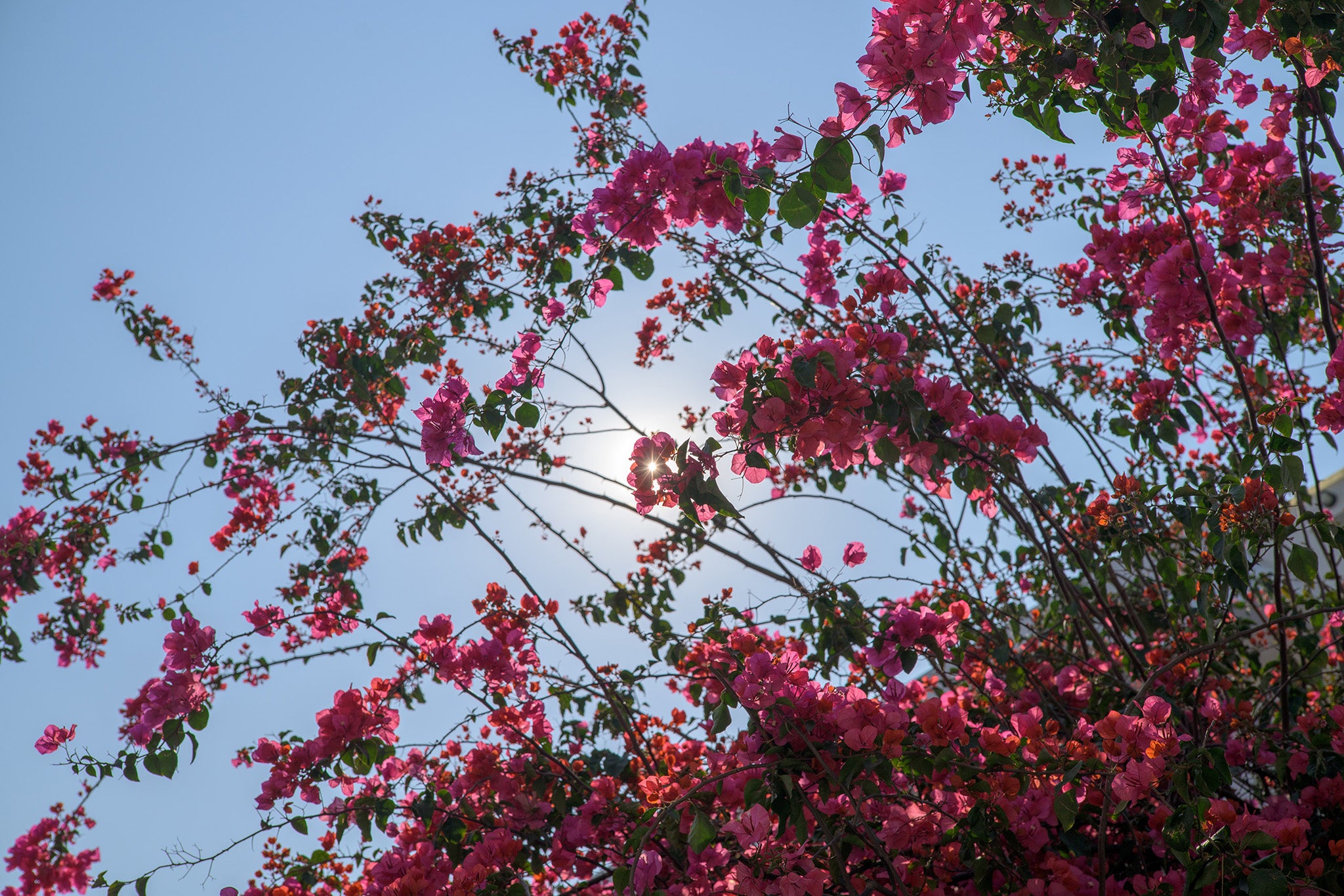 Colour and backlight sample Viltrox 50mm F2 Air