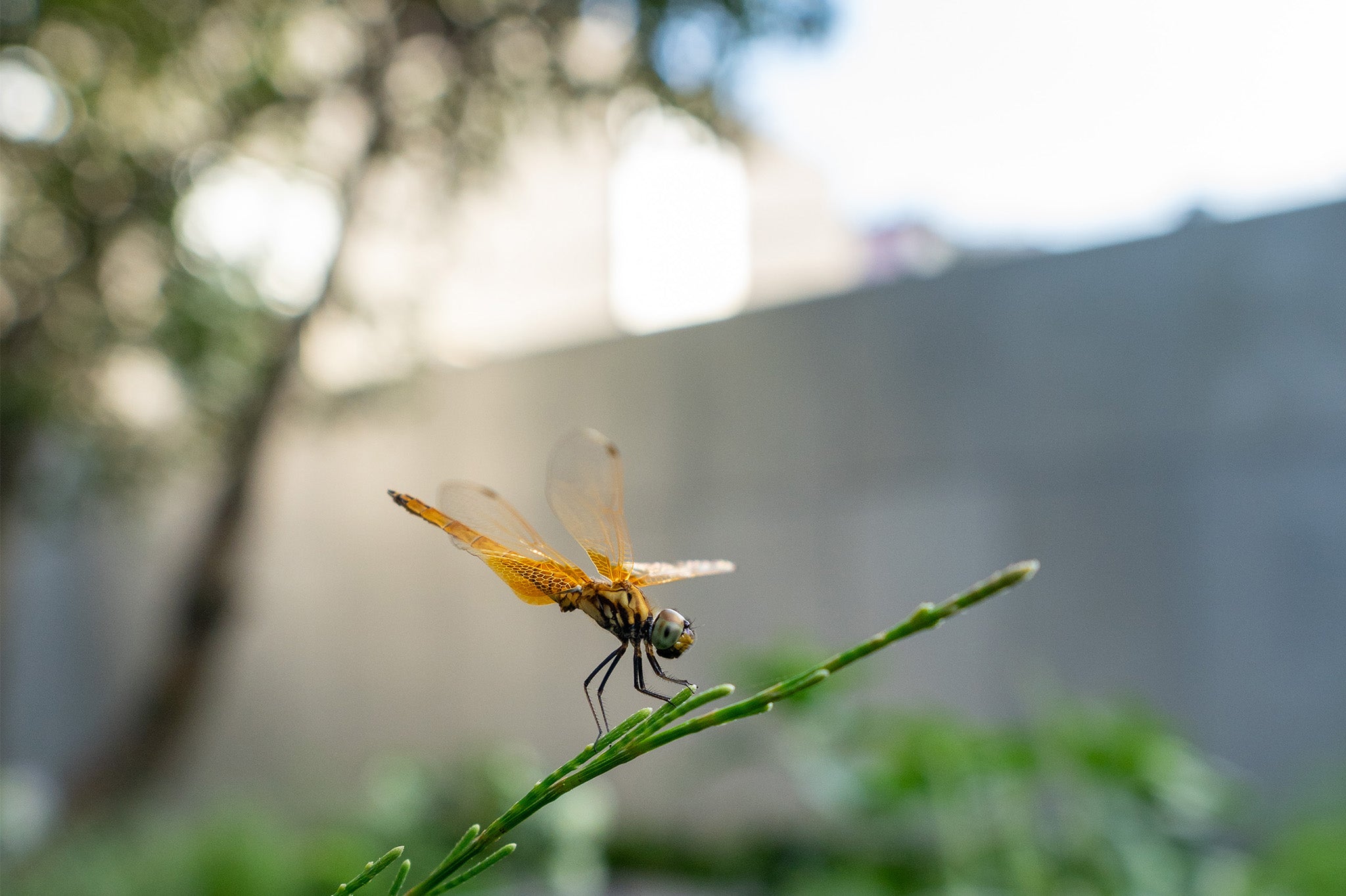 Viltrox 15mm F1.7 bokeh sample