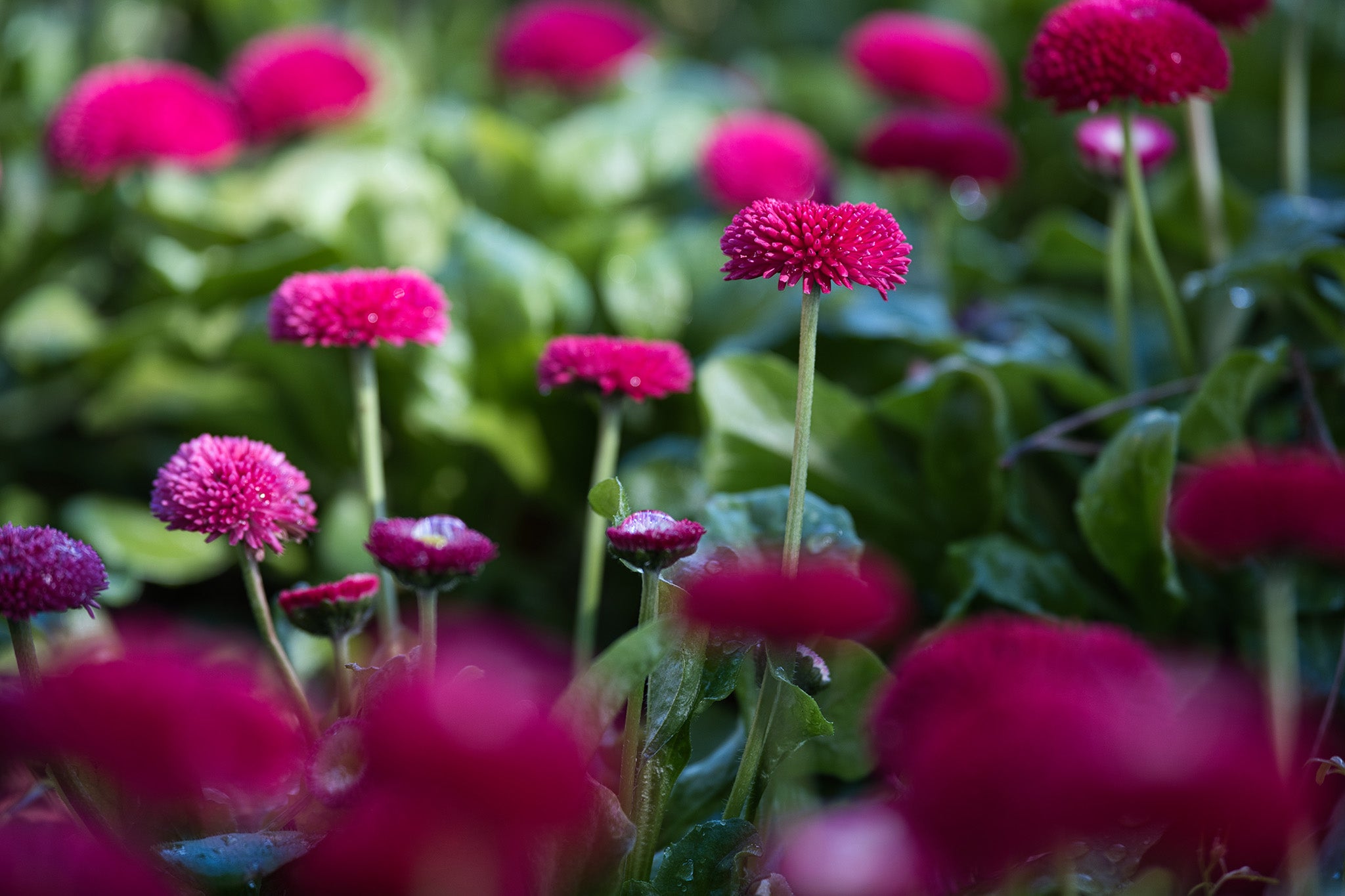 Photography with fast autofocus