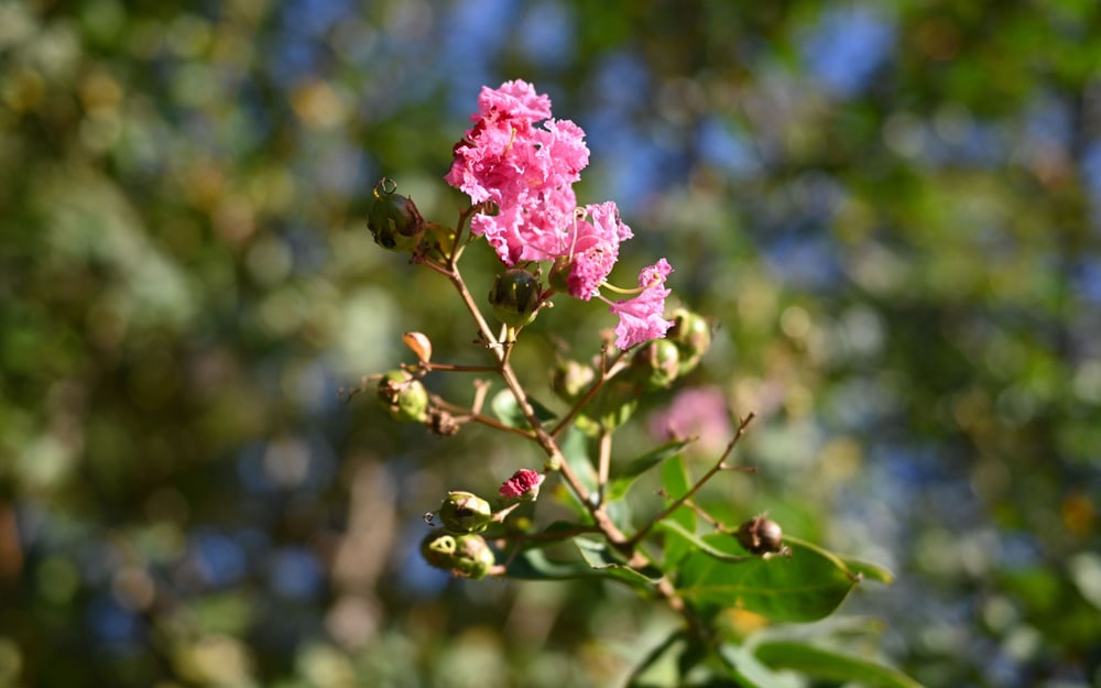 Soft bokeh