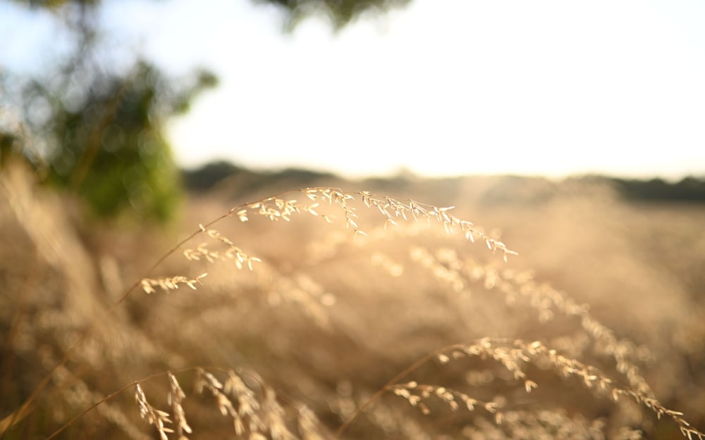 Naturally blurred backgrounds