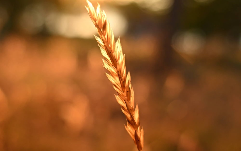 Beautiful bokeh at every focal length