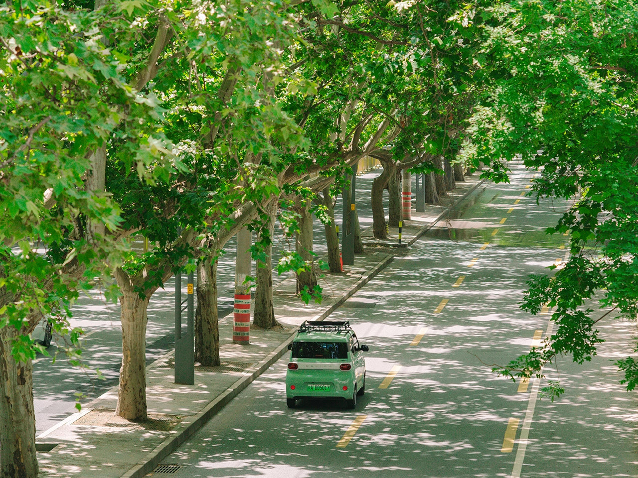 Tree-lined avenue showing telephoto perspective compression