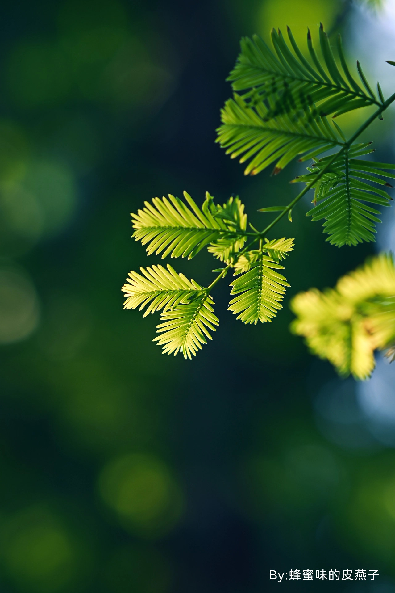 Sample image shot with the TTArtisan AF 85mm F1.8 Neo
