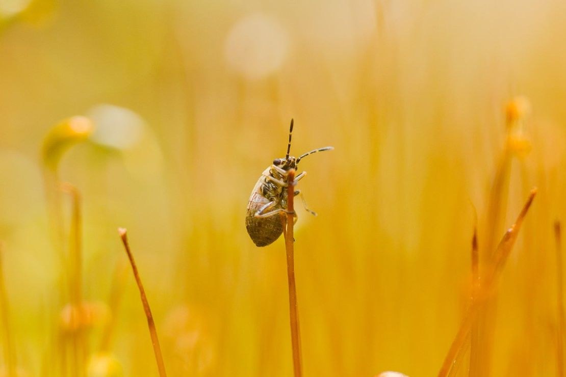 TTArtisan APS-C Macro 40mm F2.8 – Sample shots